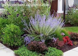 Image Result For Butterfly Bush Front Yard Garden Design Plants Perfect Plants