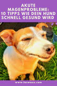 Akute Magenprobleme 10 Tipps Wie Dein Hund Schnell Wieder Gesund Wird Magenprobleme Hunde Hundegesundheit
