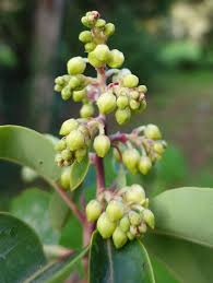 Image result for Andrachne