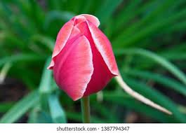 If you�re looking for a beautiful addition to your garden that requires very little maintenance while offering a bountiful harvest year after year, then lavender is the plant for you! Cvety Flowers Stock Photo And Image Collection By Ingvarr Skyrim Shutterstock