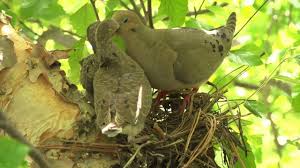 Fortunately, some foods are generally acceptable to be used as emergency baby bird food. Mourning Dove Feeding Young Sqaubs Youtube