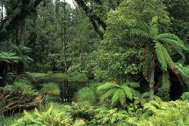 Image result for photos west coast new zealand