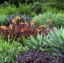 Mixed Plantings Of Agaves And Canna Lilies Plantings Gardening Landscaping Flowers L Succulent Landscape Design Succulent Landscaping Tropical Landscaping