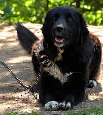 Cocker spaniel, english cocker spaniel (8. IÅ£i Plac Cainii CiobÄƒnesti VerificÄƒ Å£i Acum CunostinÅ£ele Despre Rasele De CiobÄƒnesc Romanesc Tarc Ro