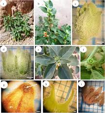 Image result for Withania