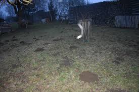 Image result for plašič krtků z pet lahve