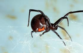 Black widow spiders are easily recognizable. Black Widow Spider