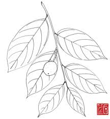 Image result for Hunteria myriantha