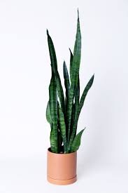 Image result for Sansevieria trifasciata