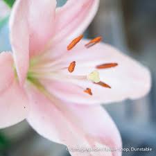 Kiri wright recommends cottage garden flower shop, dunstable. Cottage Garden Flower Shop Dunstable S Original Florist Since 1898