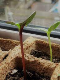 If you love sunflowers but lack the gardening space to grow the mammoth blooms, you might be wondering if you can grow sunflowers in containers. Growing Giant Sunflowers Mud Bloom