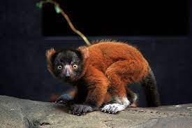 Baby Red Ruffed Lemur Lemur Madagascar Animals Zoo Babies