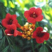 Image result for Bignoniaceae