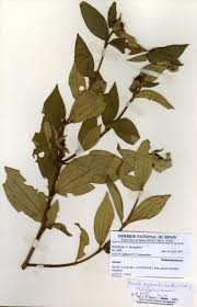 Image result for Melastomastrum segregatum