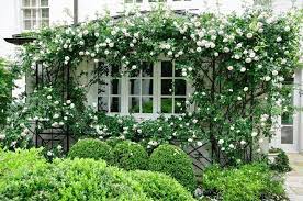 New Dawn Roses Trained On A Trellis Surrounding A Kitchen Window Tuin Ideeen Tuin Wit Huisje