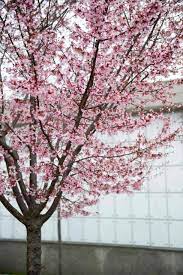 Learn how to grow and care for them and discover 6 common varieties. 20 Great Flowering Trees For Ohio By Color Progardentips