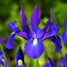 Customers who recently bought iris said: Allium Ampeloprasum Dutch Iris Blue Iris Flowers Iris Flowers