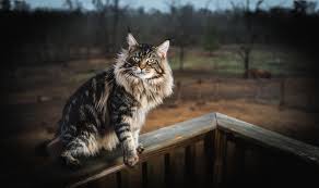 After they are full size. About Buy Maine Coon Kittens Here Maine Coon Kittens Cats For Sale