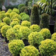 There is a long list of plants that can be utilized for screening purposes. Screening Hedging Topiary Buy Screening Plants At Oxley Nursery Brisbane