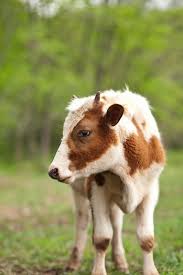 Pin By Kaley Kendzlic On O N T H E F A R M Cute Cows Cute Animals Animals
