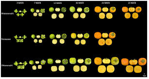 Image result for Diospyros consolatae-rotundifolia intermediates