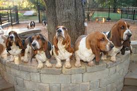Originating from france, the basset's name came from the french word bas, which means low. Huggable Bassets Family Breeder Of Purebred Basset Hound Puppys For Sale For Pets