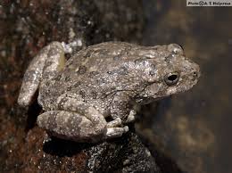 Image result for Eulophia arenicola