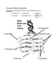 Topic 8 Structure Of Dna And Replication Structure Of Dna And Replication Directions Label The Diagram Below With The Following Choices Course Hero