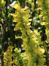 Check spelling or type a new query. Gelbe Zwergberberitze Goldberberitze Aurea Berberis Thunbergii Aurea Baumschule Horstmann