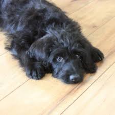 Mini Labradoodles F1b Family Friendly And Only 15 30 Lbs Labradoodle Labradoodle Puppy Labradoodle Puppies For Sale