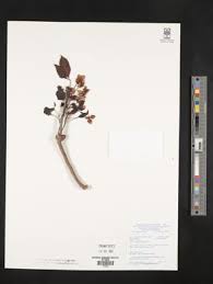 Image result for Crateva eminens