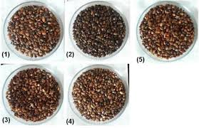 Image result for Macrotyloma uniflorum