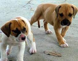 Check spelling or type a new query. Amerikanische Bulldogge Tiere Zooz Wiki