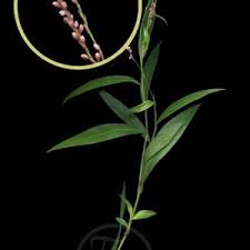 Image result for Persicaria decipiens