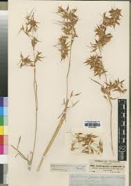 Image result for Hyparrhenia gazensis