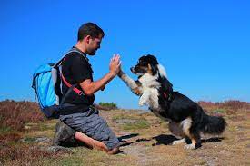 Die 10 Beliebtesten Hundetricks Zooplus Hundemagazin
