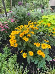 Image result for Heliopsis