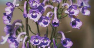 Image result for Streptocarpus eylesii
