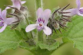 Image result for Cheirostylis lepida