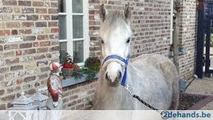 It is a part of the municipality of buren, and lies about 7 zwarte paard. Te Koop Welsh Merrie Is 3 Jaar Oud Wordt 1m 20 Groot Zal Schimmel Wit Worden Zeer Braaf Sociaal En Super Aanhankelijk Is Paarden 3 Jaar Oud Paardensport