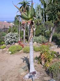Image result for Aloe excelsa