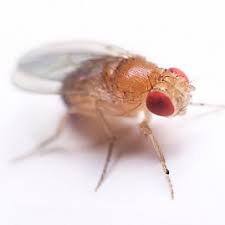 fruit flies, gnats or drain flies