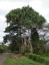 Image result for Pandanaceae