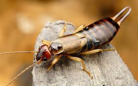Representatives of official pest prevention began taking calls from surrounding areas, and within a year we found ourselves greatly expanding our service territory. The Trick To Effective Earwig Control For Elk Grove Ca Property Owners