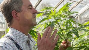 Oregon State launches Global Hemp Innovation Center in Corvallis