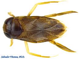 Image result for Corixidae