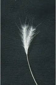 Image result for Andropogon perligulatus