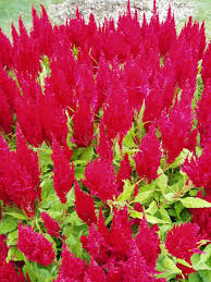 Image result for Celosia nervosa