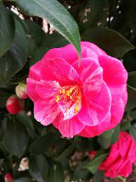 八重椿 日本 花 flowers plants rose