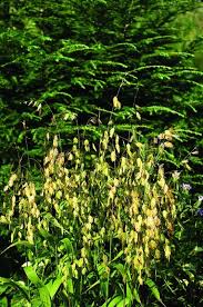 Image result for Chasmanthium latifolium